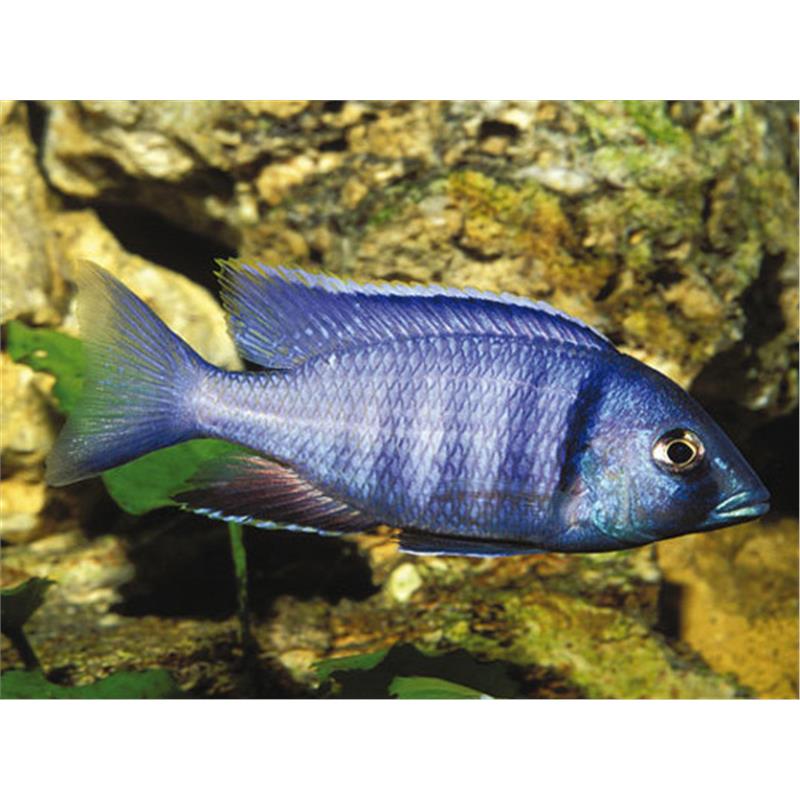 Cyrtocara elektra - imagine 4